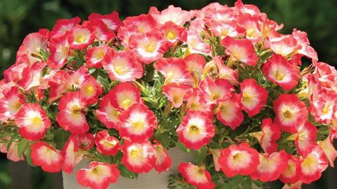 © Ducrettet/Beekenkamp 